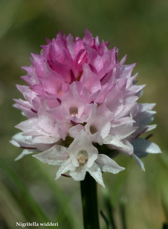 Monte Velino e Monti della Duchessa, le orchidee e la Natura  2024.